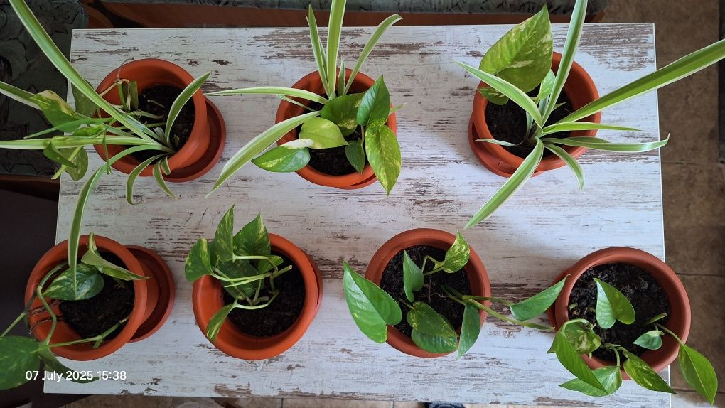 Set plante in ghiveci