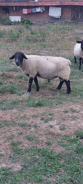 Berbecii suffolk