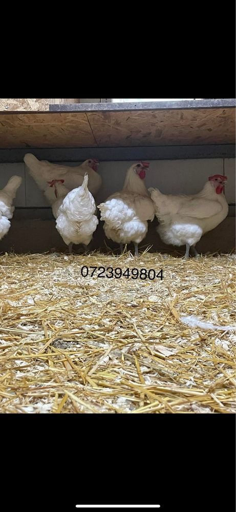 Oua de incubat pui mici Plymouth La Bresse Brahma HD Sussex Marans