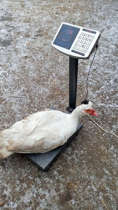 Продам индоутаков