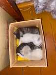 Котята СРОЧНО отдам в хорошие руки !!!