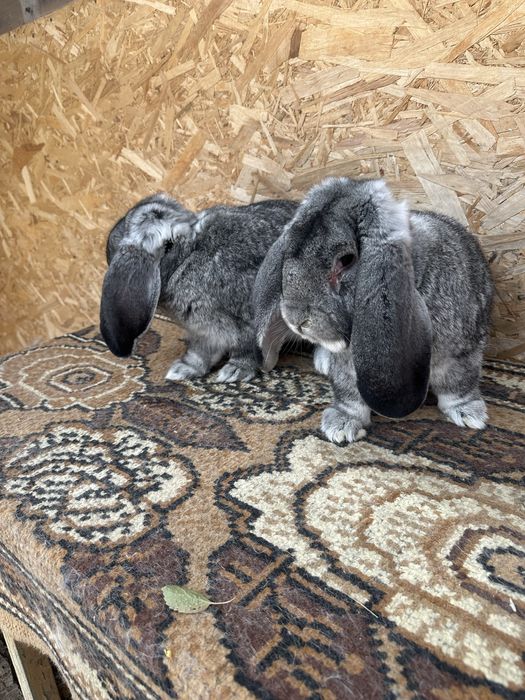 Iepuri berbec german