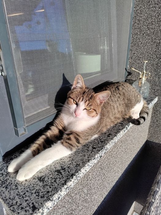 Ofer spre adoptie pisici