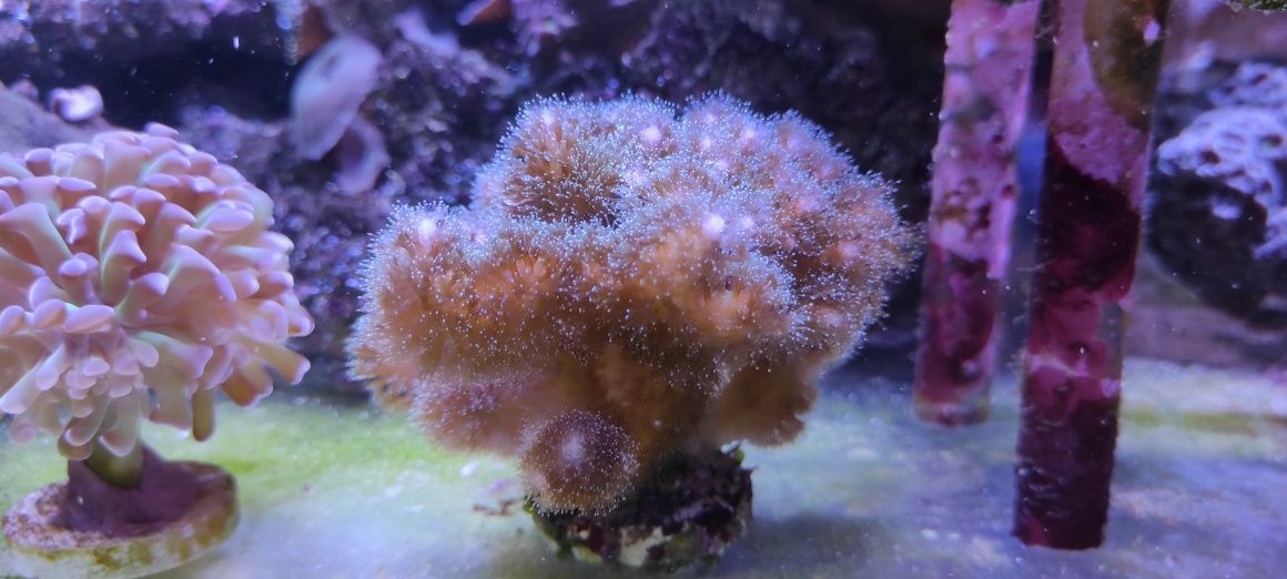 Живой морской коралл