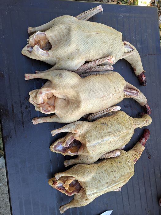 Vând gâște si rate leșești