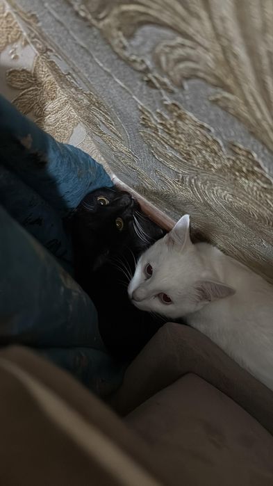 Продаем котов. Оба кота - мальчики.