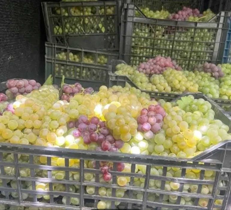 Struguri pentru vin
