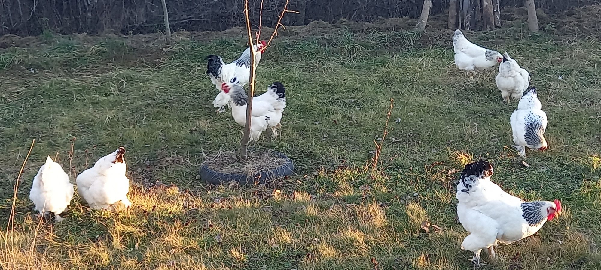 Oua Gaini rasă brahma