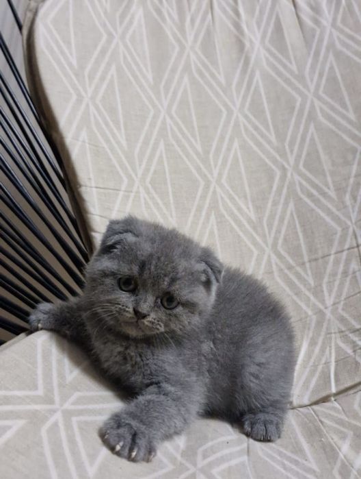 Scottish fold mascul