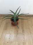 Vand planta Aloe vera