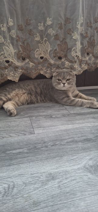 Продаётся шикарный котёнок шотландский вислоухий скоттиш фолд мальчик.