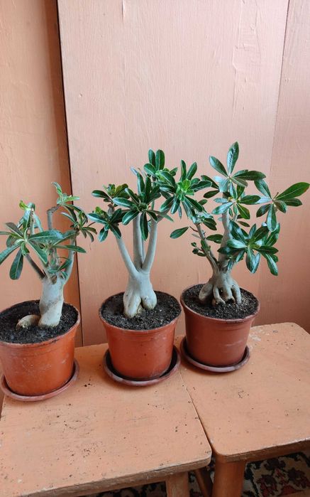 Комнатный цветок адениум