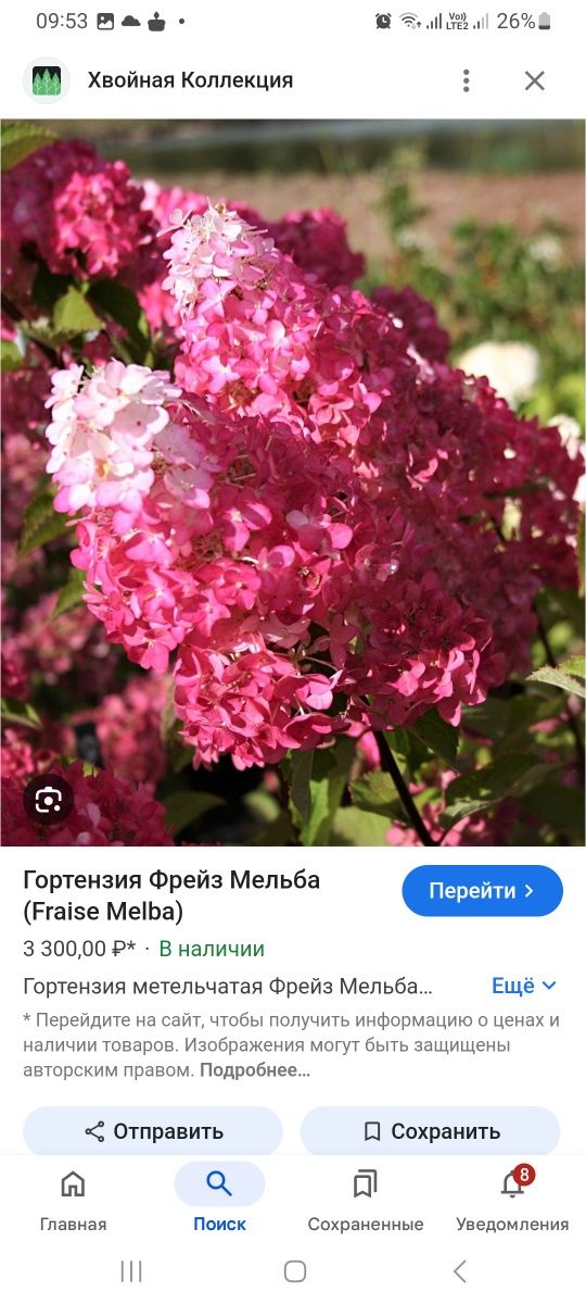 Продам детки гортензии