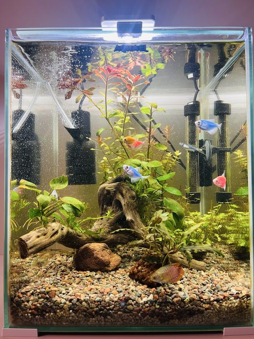 Продаем рыбок Флуоресцентные рыбки GloFish данио