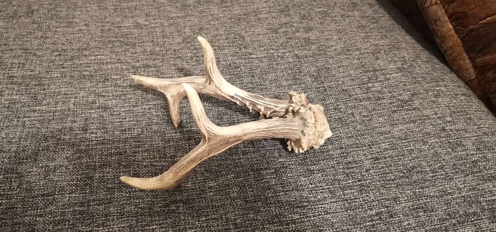 Trofeu coarne caprior