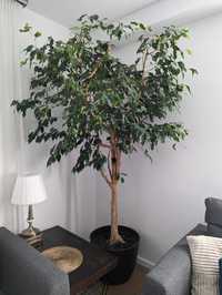 Ficus Benjamina 2.30 m