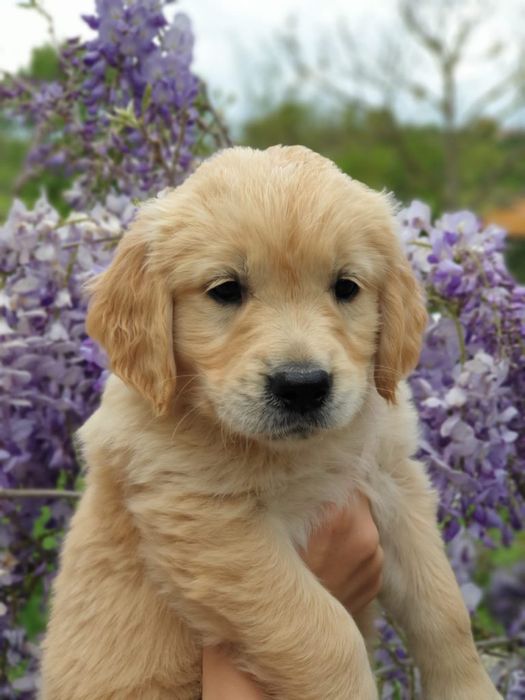 Golden Retriever de vanzare cu pedigree tip A/ părinți campioni