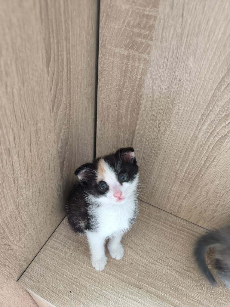 Отдам котят в добрые руки