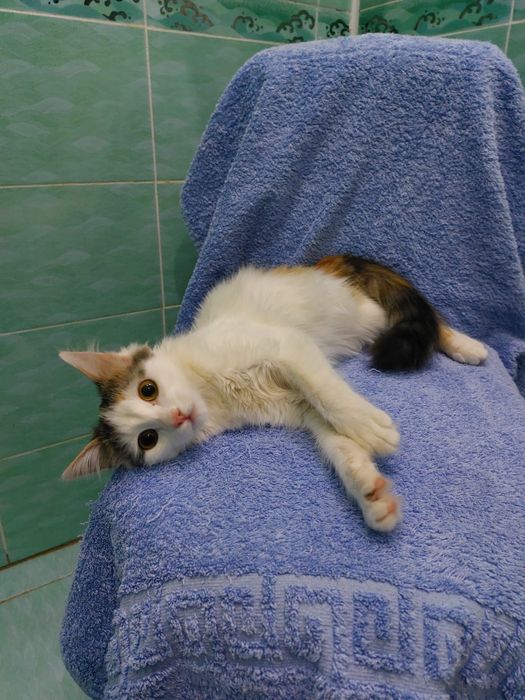 Лапочка девочка  ищет дом