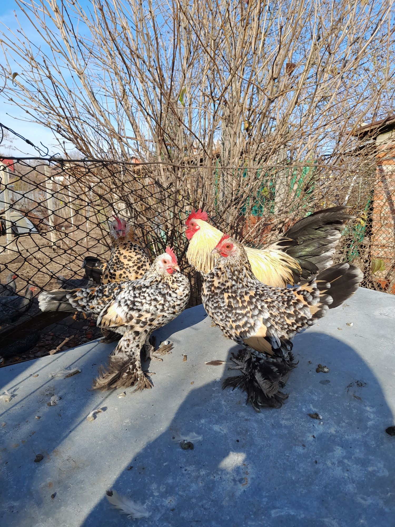 Ouă și pui Cochinchina Pitic negru bobat și porțelan, Mii de Flori Por