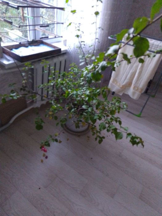 Цветок Бугинвили