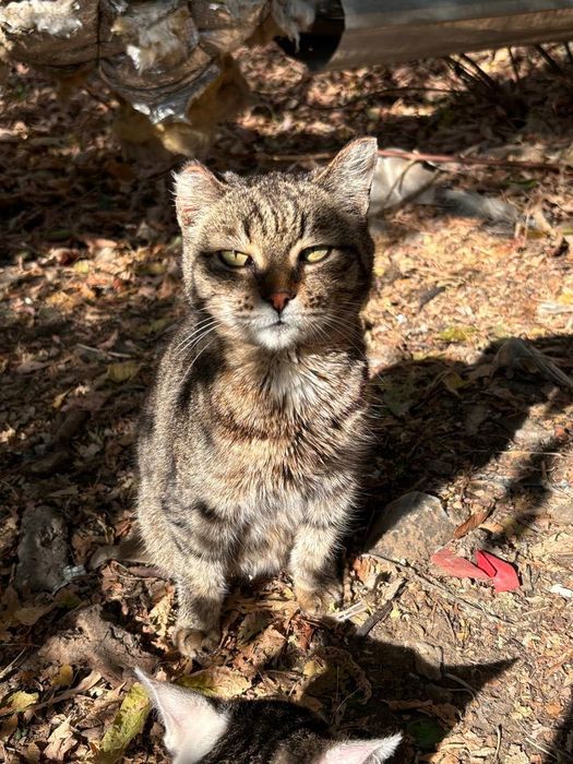 Кошка Луна ищет дом!Поможем с оплатой вет.расходов, купим лоток,посуду