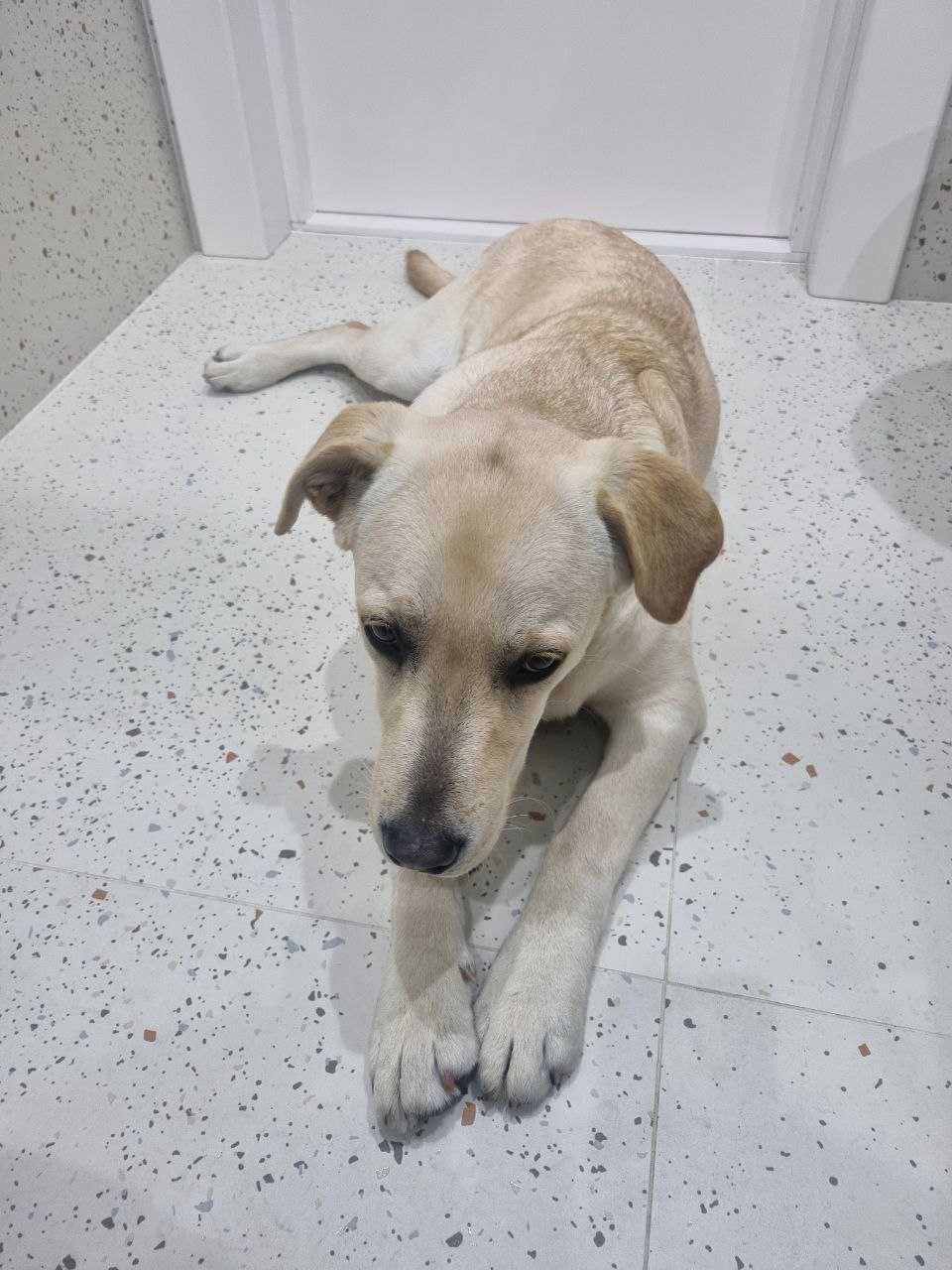 Labrador iti 7oy, Aqlli va mehribon kuchukcha