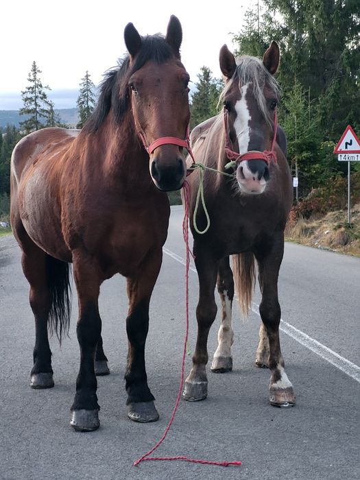 Pereche caii castrati