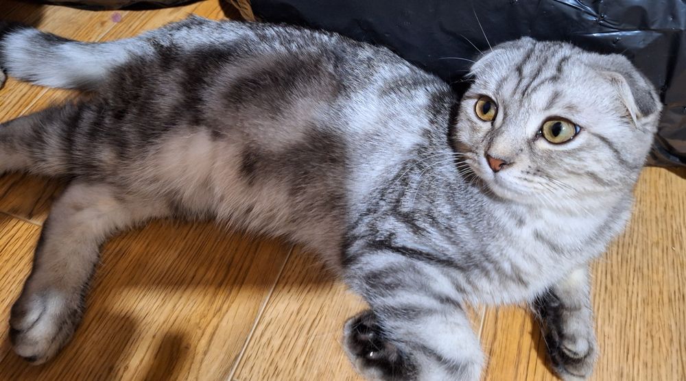 Вислоухий шотландский котёнок