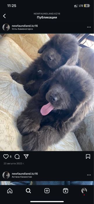 щенки ньюфаундленда