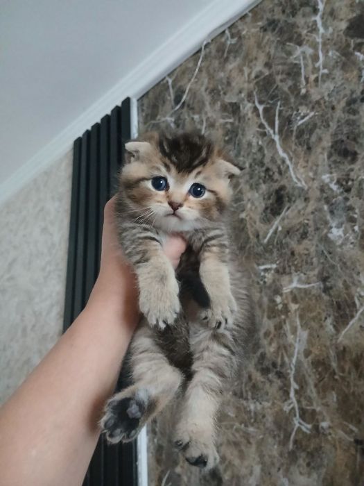 Продаются чистокровные котята Скоттиш фолд золотая шиншилла