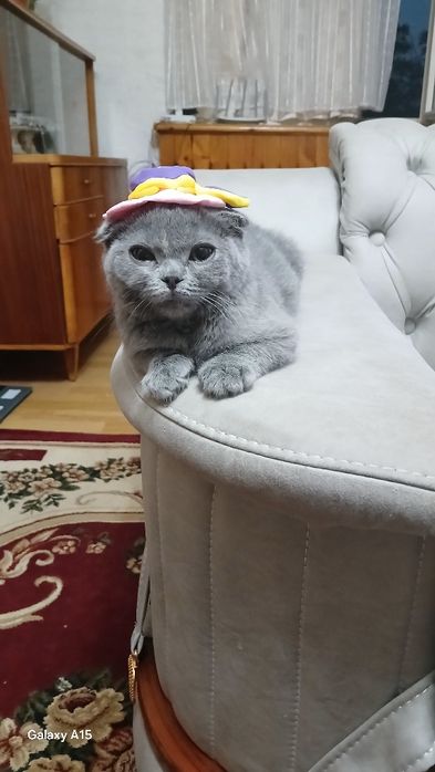 Кошка очень добрая парода шотландский фолд висалухой британские