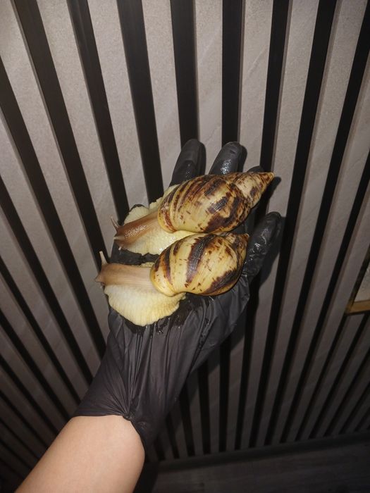 Axatina retikulyata axatina fulika albinos 8yarm 9sm tuxumga krgan