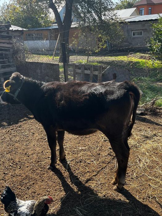 Срочно продается тёлка