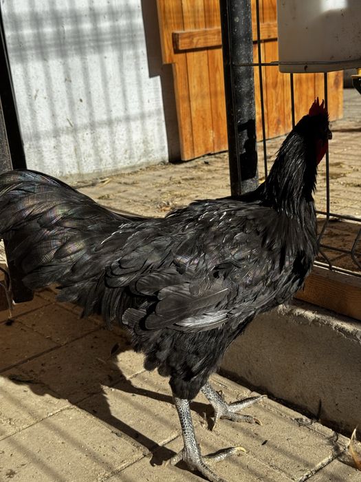 cocos australorp