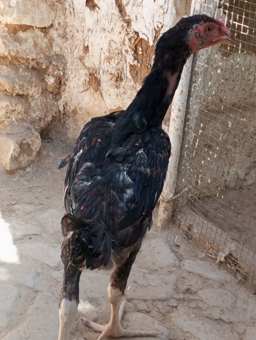 Kafolati bor kelishamiz