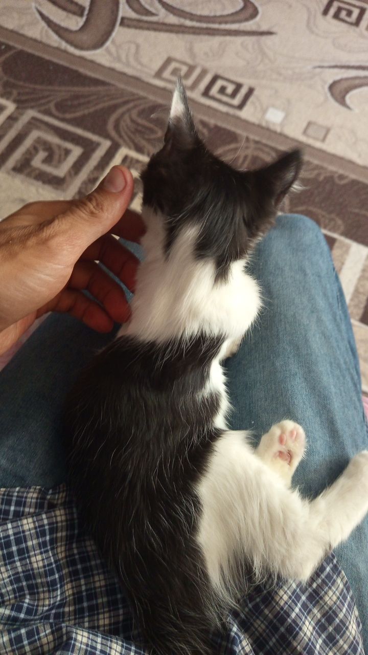 Кошка  бесплатно отдам