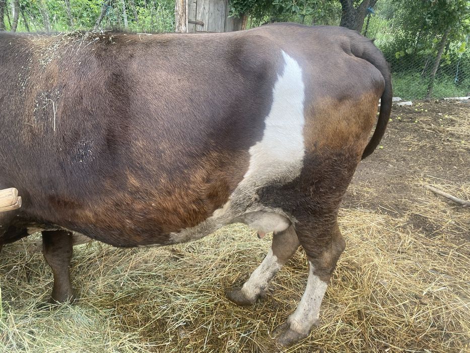 Vaca de vanzare.