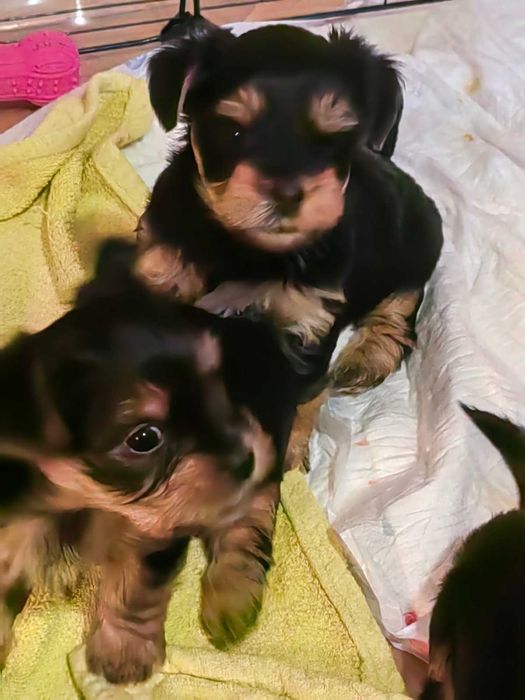 Сладки йоркита очакват своите стопани