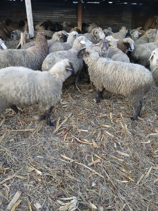 Vând cărlani cinci bucăți și trei berbeci!!