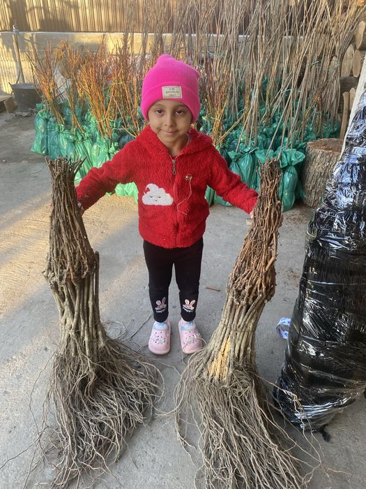 Pomi fructiferi clasici ei vita de vie