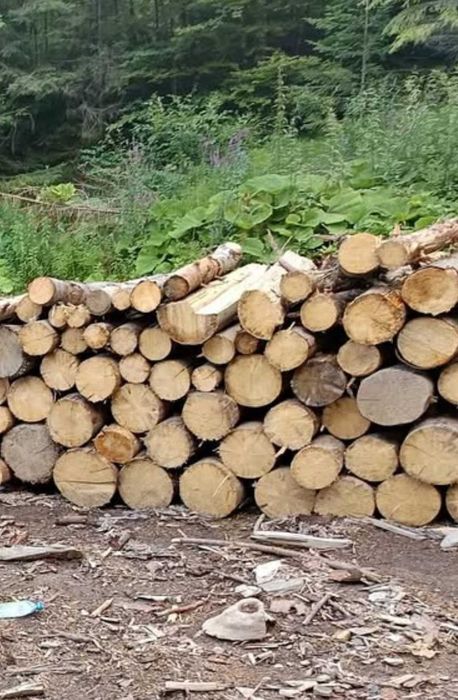 Lemne de brad uscate