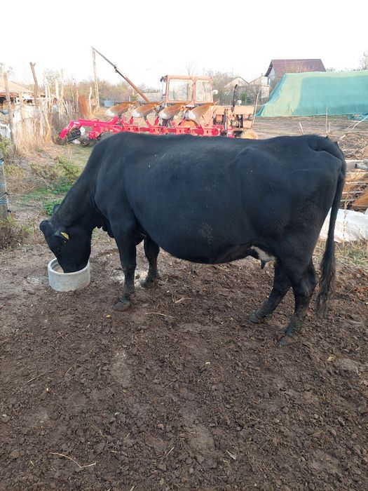 Vând vaca metis angus