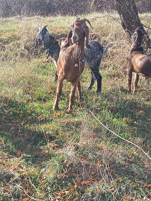 Млада породиста коза