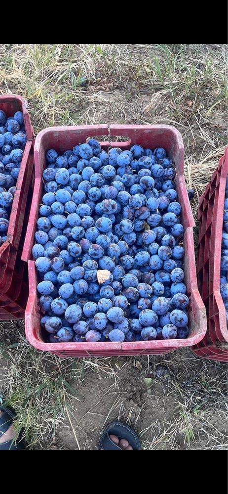 Prune pentru tuica