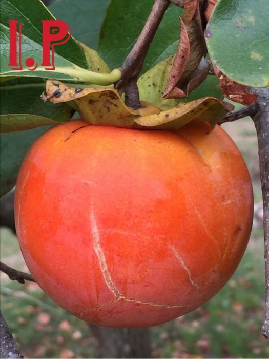 Kaki diospyros  .