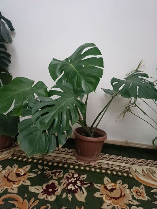 Продаются монстеры