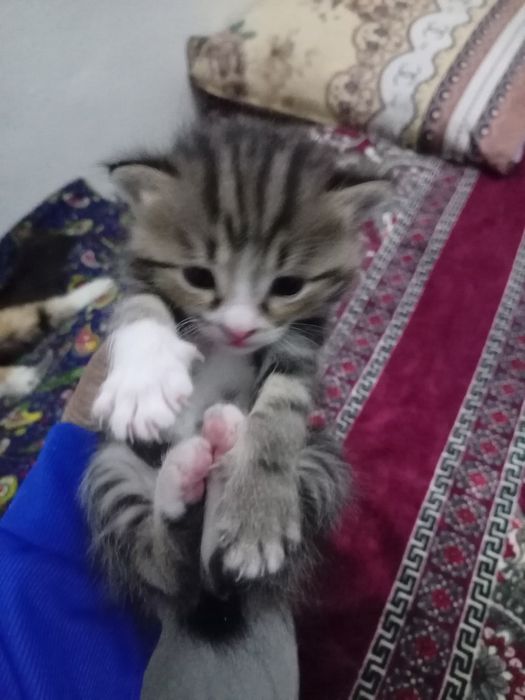 Котята в хорошие руки.