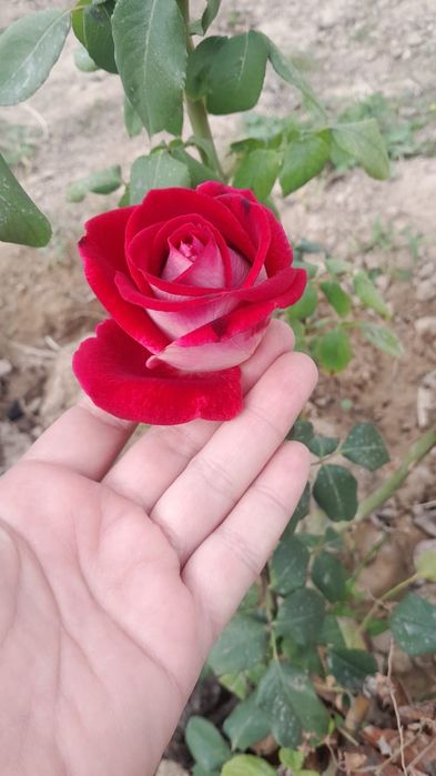 Саженцы  бархатных роз,сад дом огород