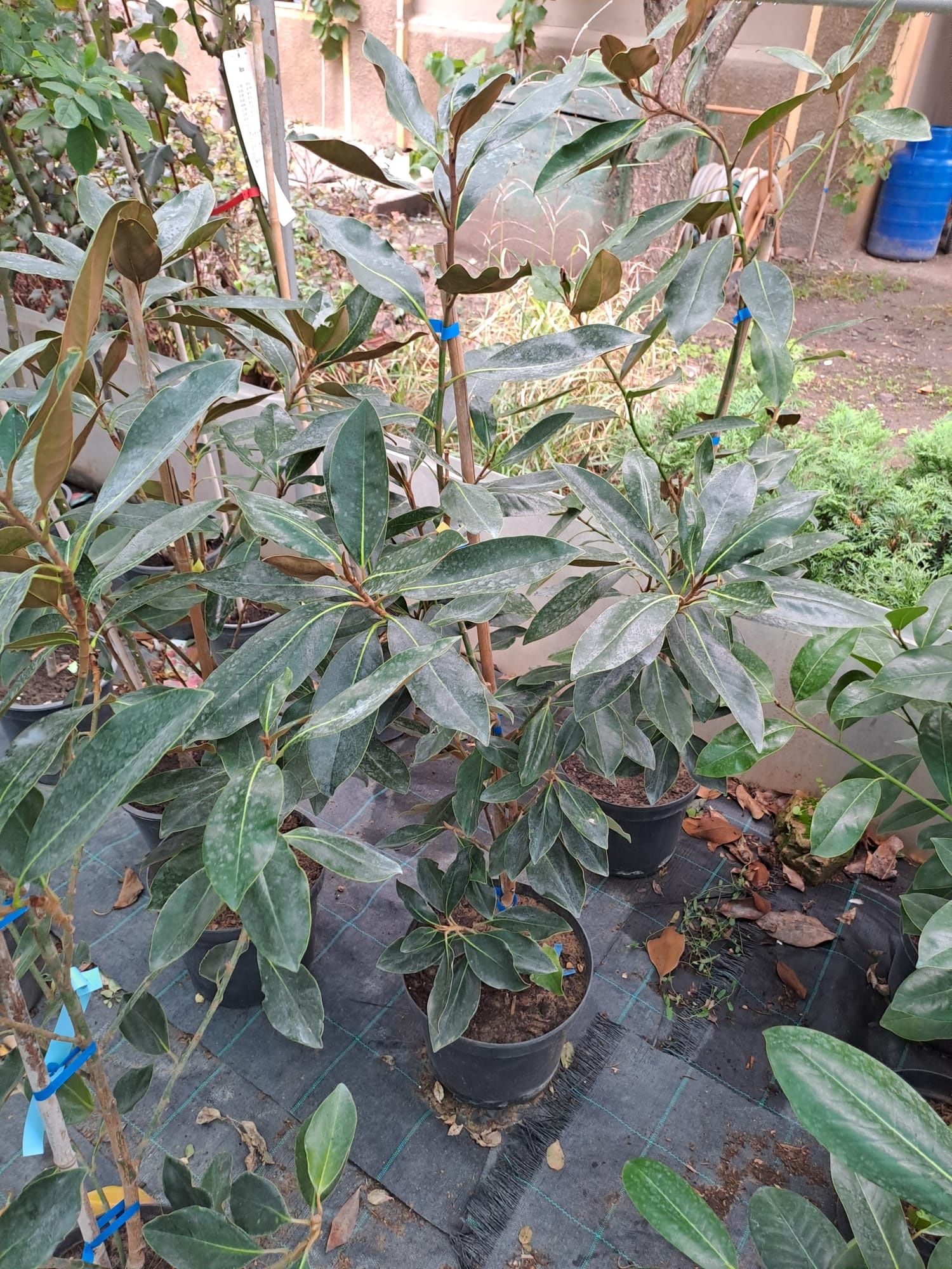 Plante ornamentale